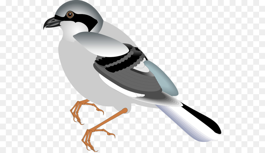 Illustration D'oiseau，Plumes PNG