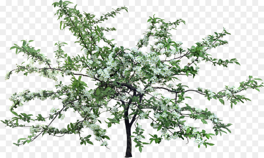 Branche D'arbre，Feuilles PNG