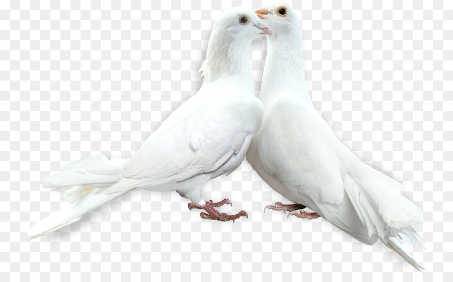 Les Pigeons Et Les Colombes，Oiseau PNG