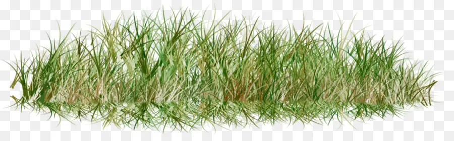 Herbe Verte，Herbe PNG