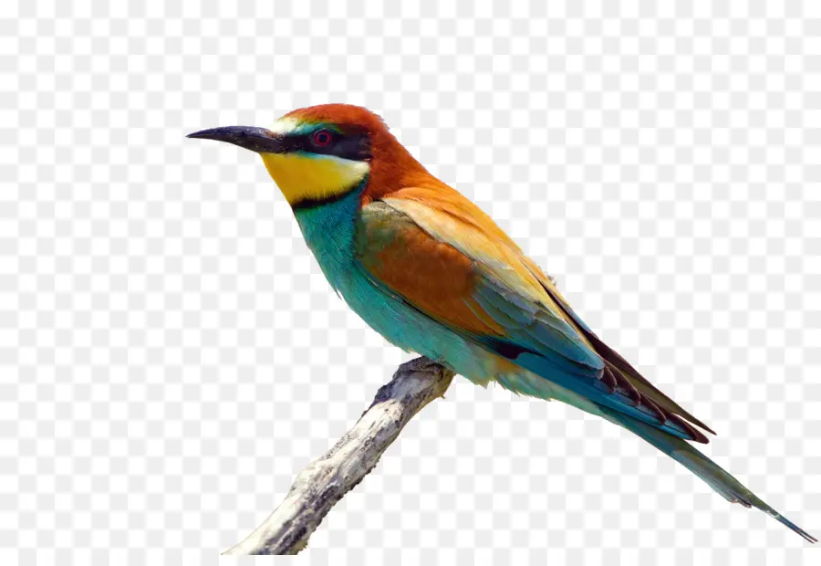 Oiseau Coloré，Perché PNG