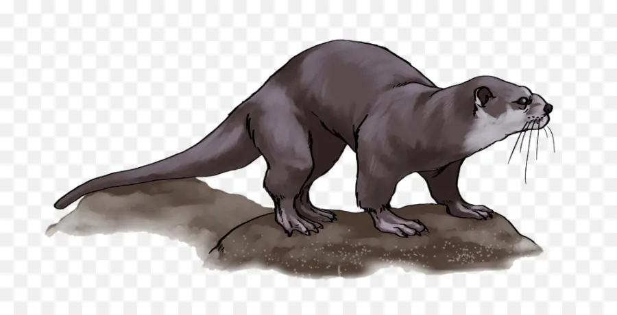 La Loutre，Loutre De Mer PNG