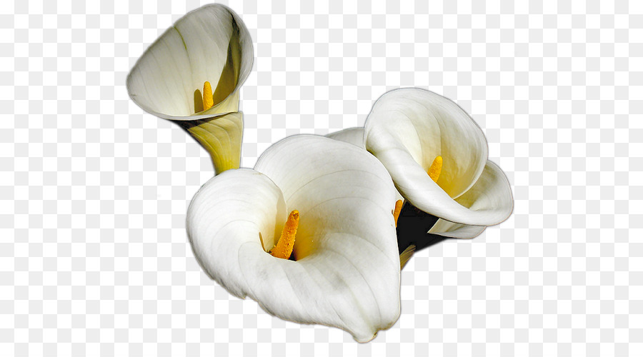 Fleurs Blanches，Fleurir PNG