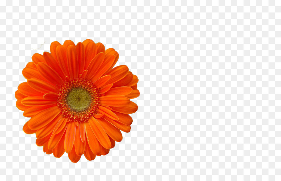 Marguerite Du Transvaal，Anglais Marigold PNG