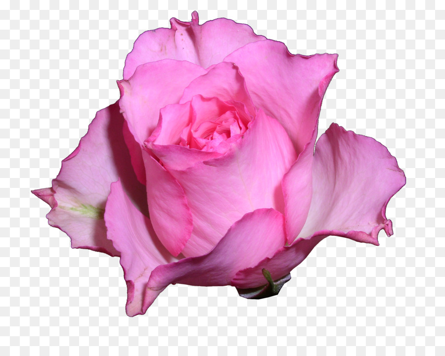 Rose，Floraison PNG