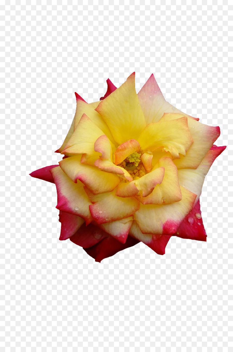 Les Roses De Jardin，Rose PNG