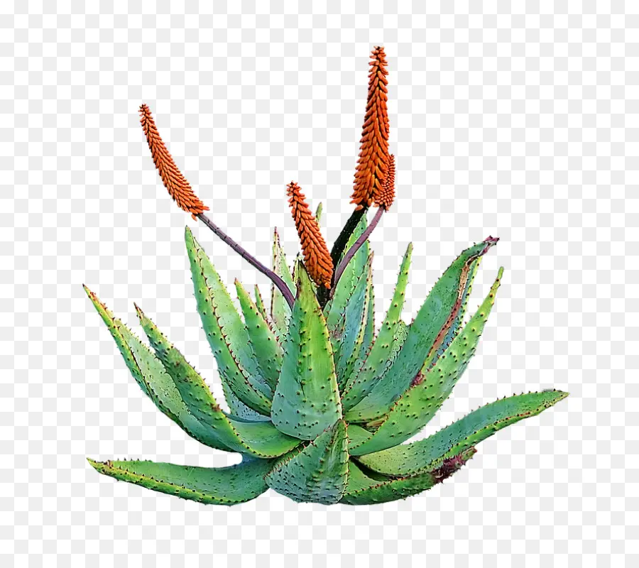 Aloe Vera，Plantes Médicinales PNG