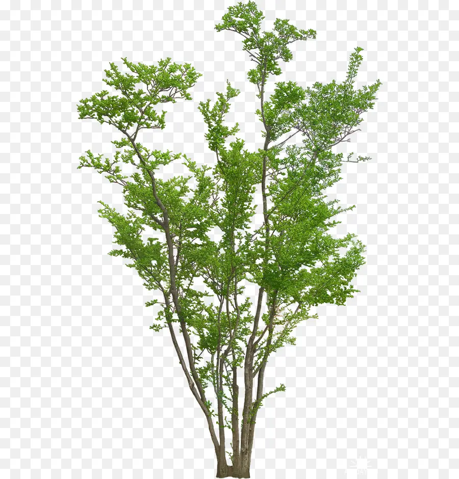 Arbre Vert，Feuilles PNG