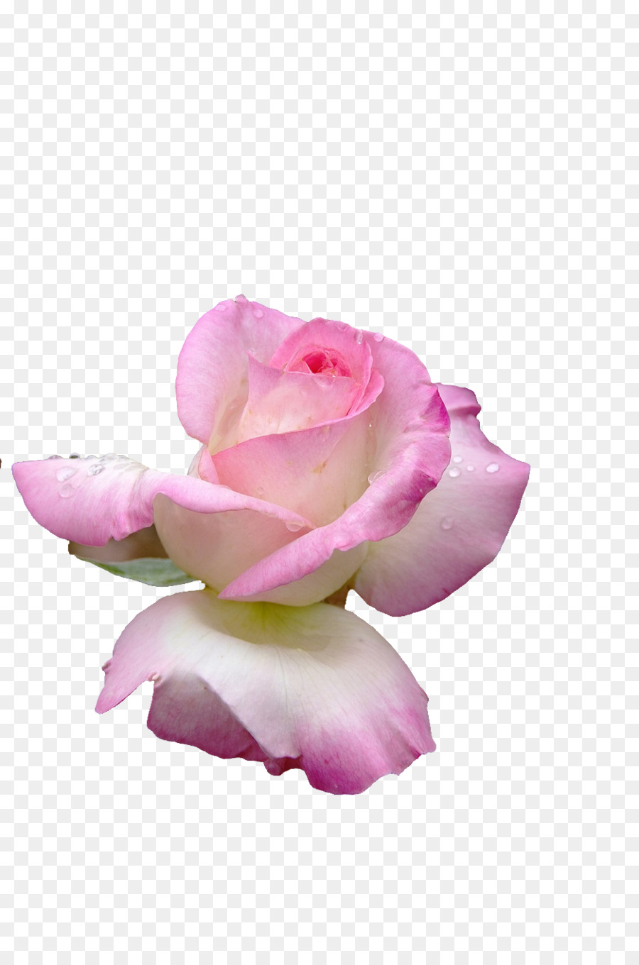 Rose Rose，Floraison PNG