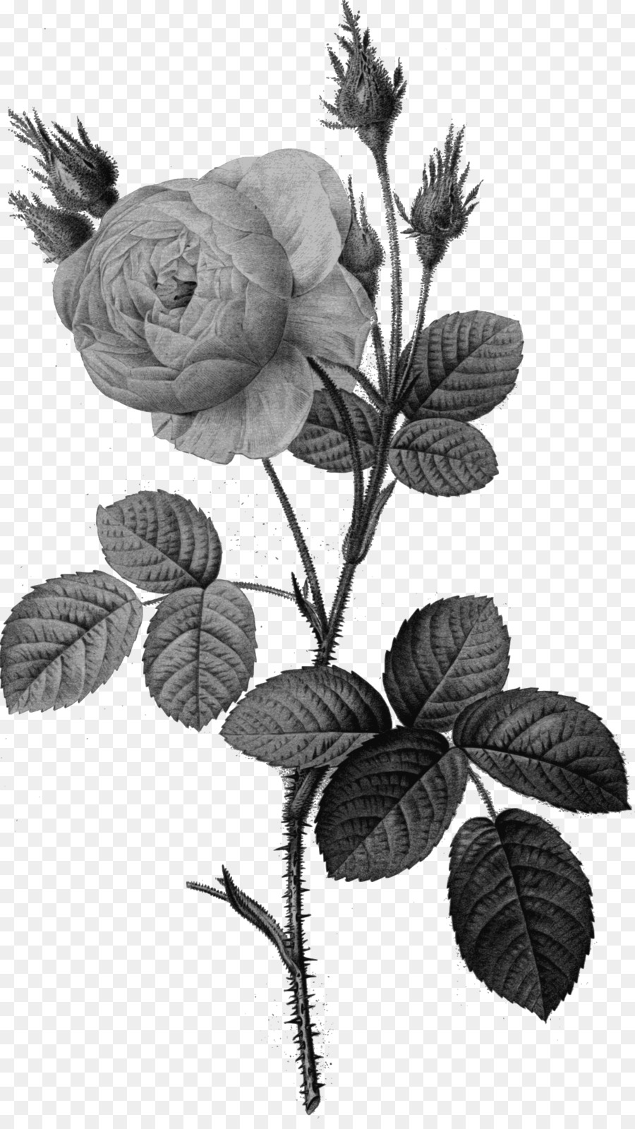 Roses Noires，Feuilles PNG