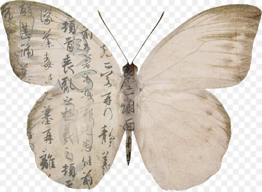 Papillon，Ailes PNG