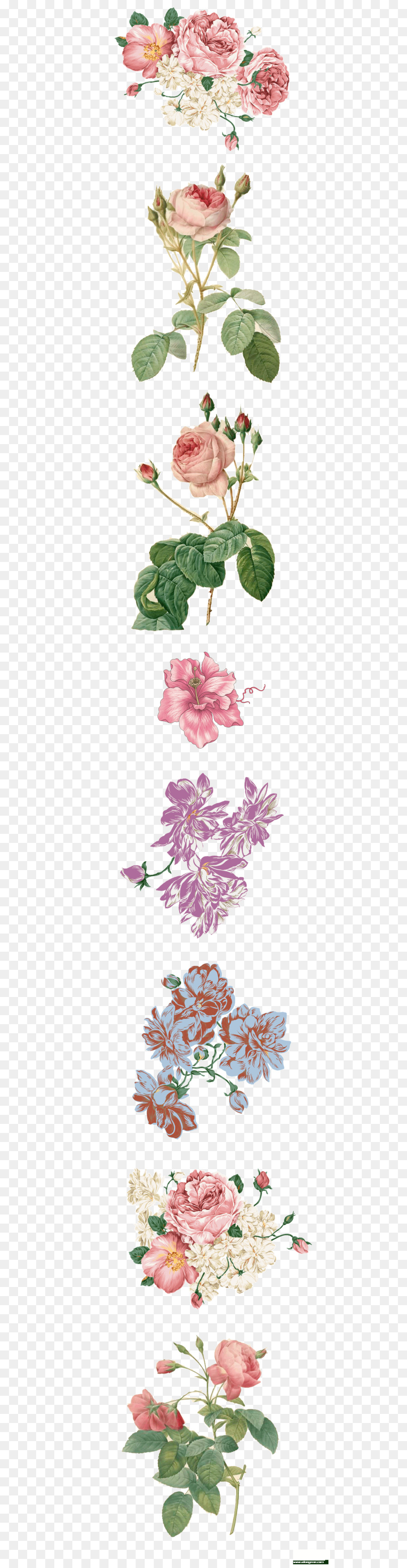 Illustrations Florales，Botanique PNG