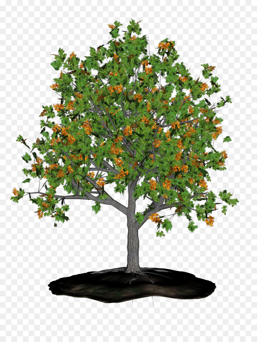 Arbre，Feuilles PNG