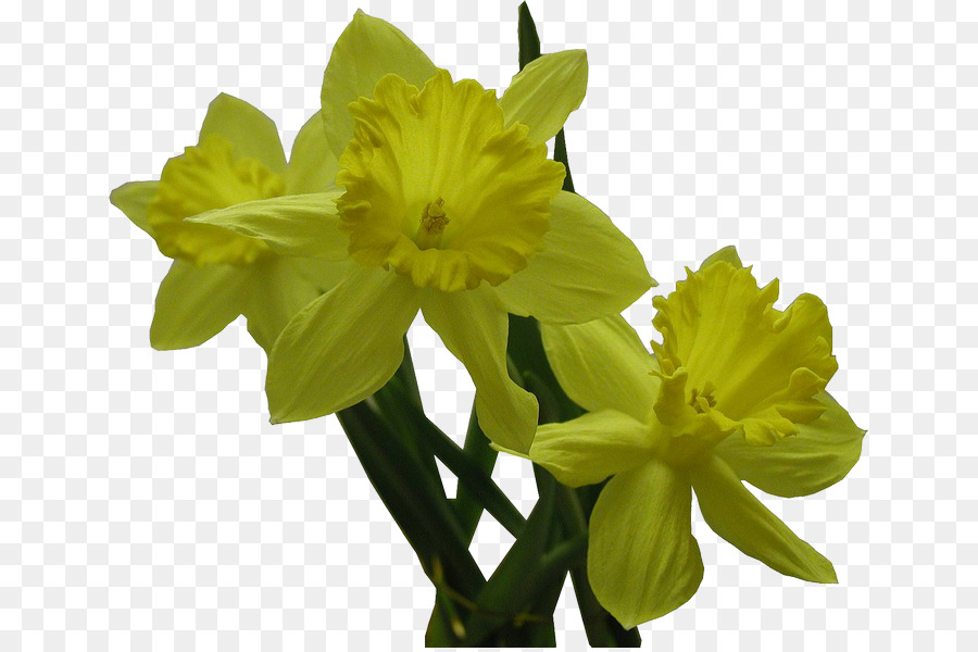 Lys Jaunes，Floraison PNG