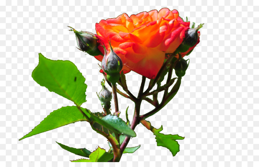 Les Roses De Jardin，Chou Rose PNG