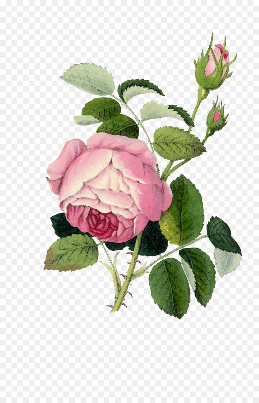 Rose Rose，Floraison PNG