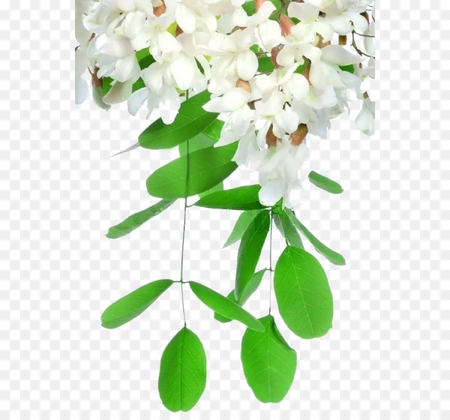 Fleurs，Feuilles PNG