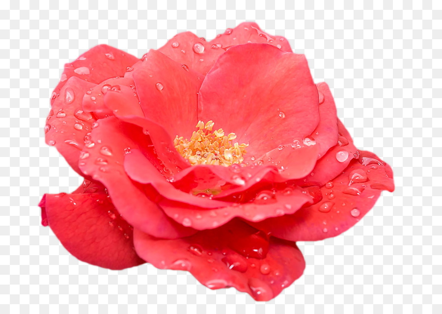 Rose Rose，Fleurir PNG