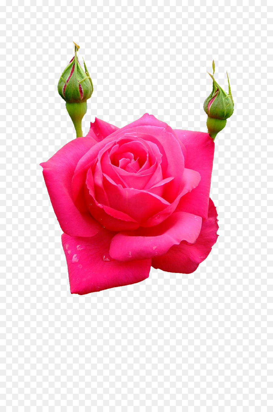 Les Roses De Jardin，Chou Rose PNG