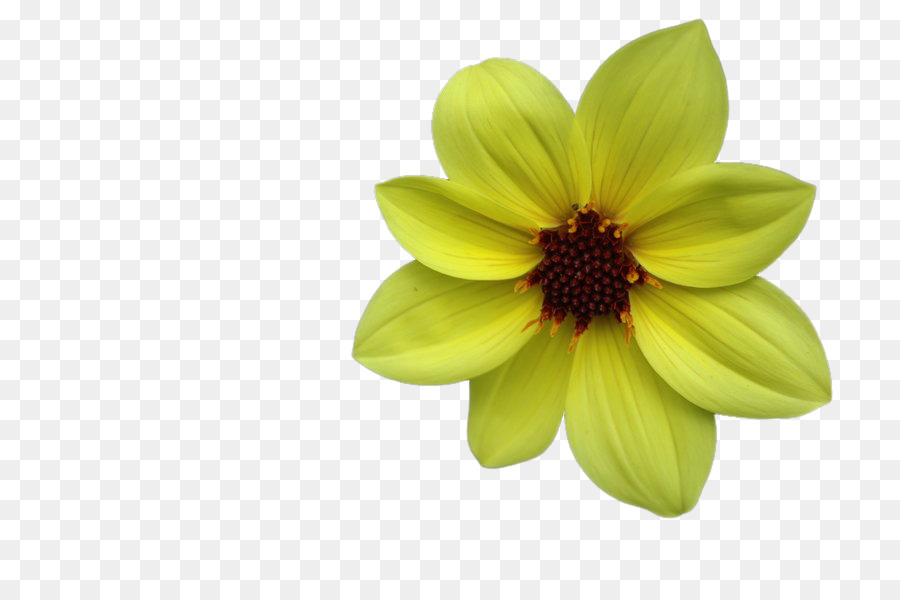 Fleur Jaune，Usine PNG