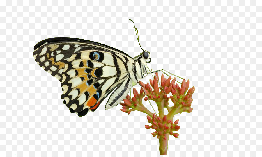 Papillon Sur Fleur，Nature PNG