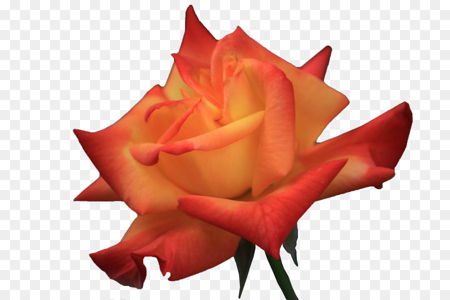 Rose Rouge，Floraison PNG