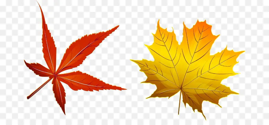 Feuilles D'automne，Automne PNG