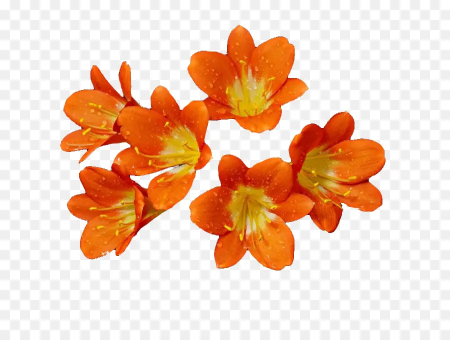 Fleurs，Orange PNG