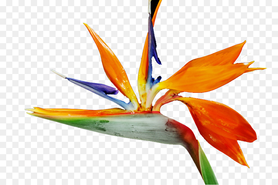 La Floraison De La Plante，Orange Sa PNG