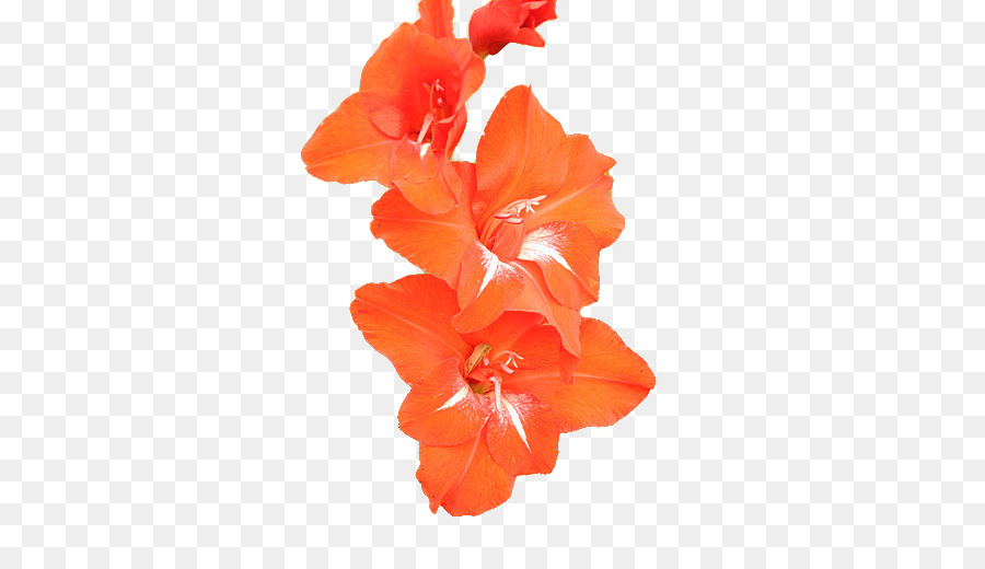 Fleurs De Bougainvilliers，Rose PNG