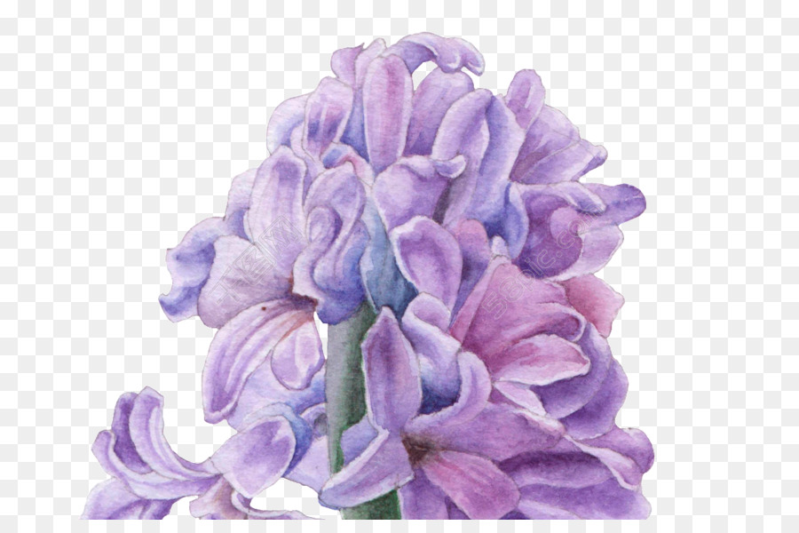 Fleur，Violet PNG