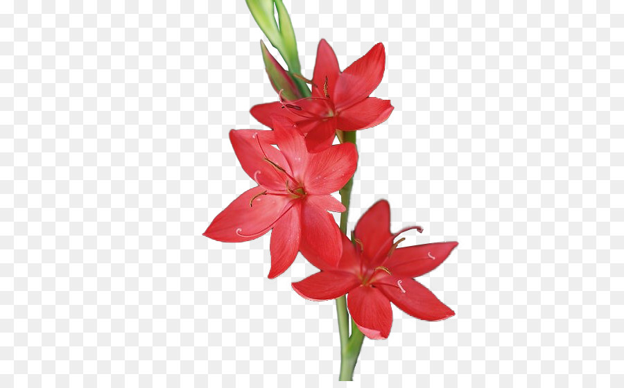 Fleurs Rouges，Lis PNG