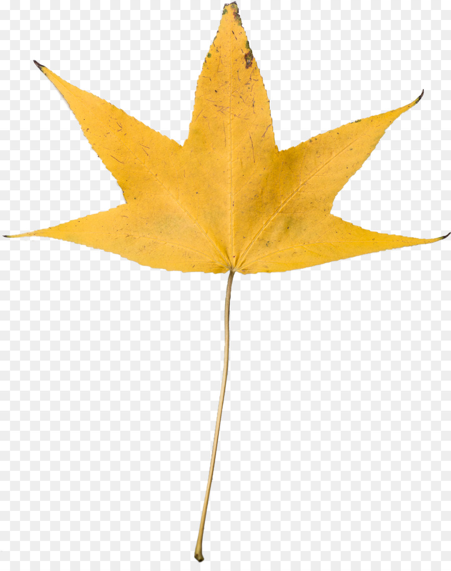 Feuille Jaune，Automne PNG