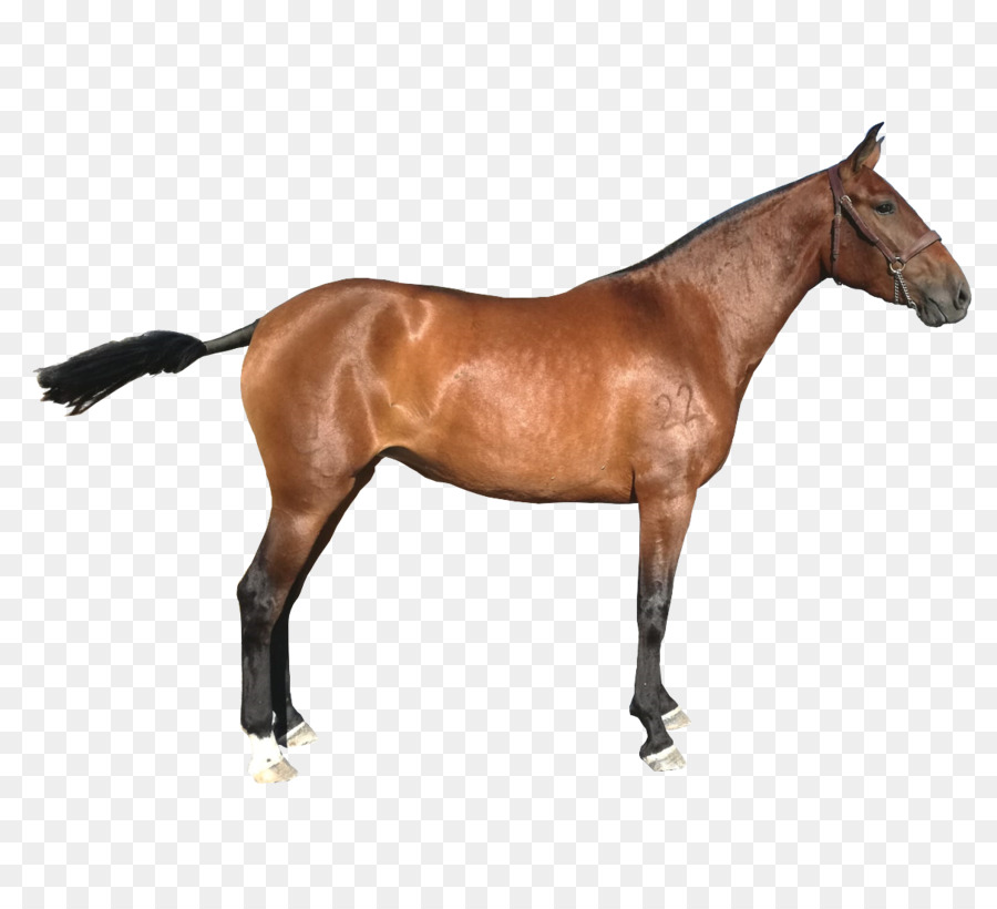 Cheval，Brun PNG