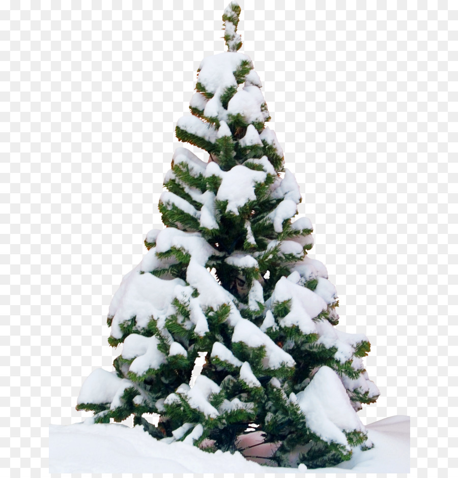 Arbre Enneigé，Hiver PNG