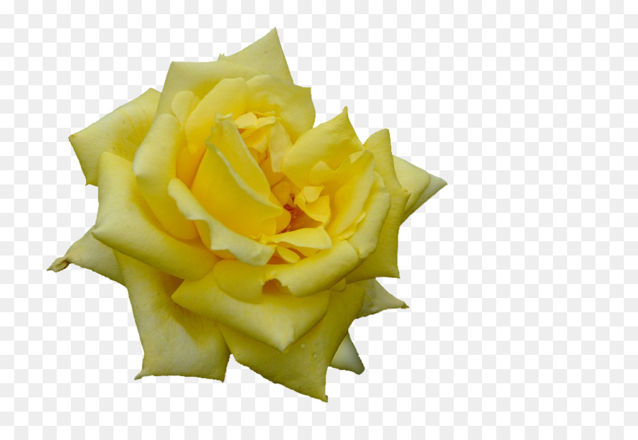 Rose Blanche，Floraison PNG