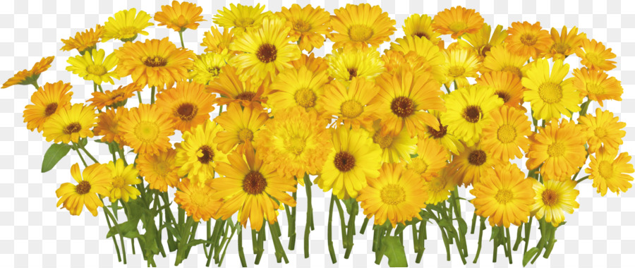 Fleurs Jaunes，Fleurir PNG