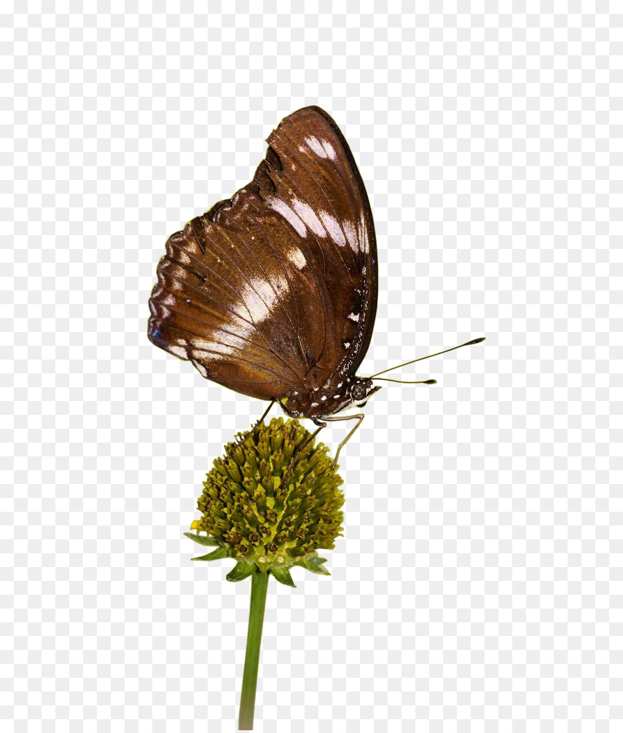 Brushfooted Papillons，Gossamerwinged Papillons PNG