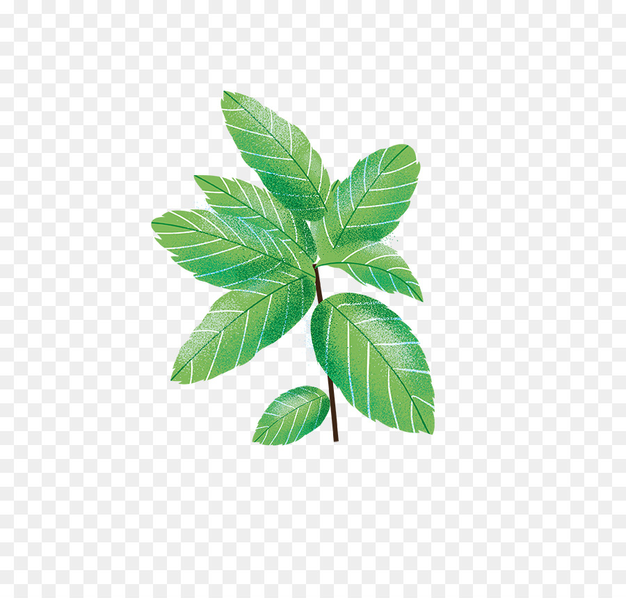 Feuille Verte，Usine PNG