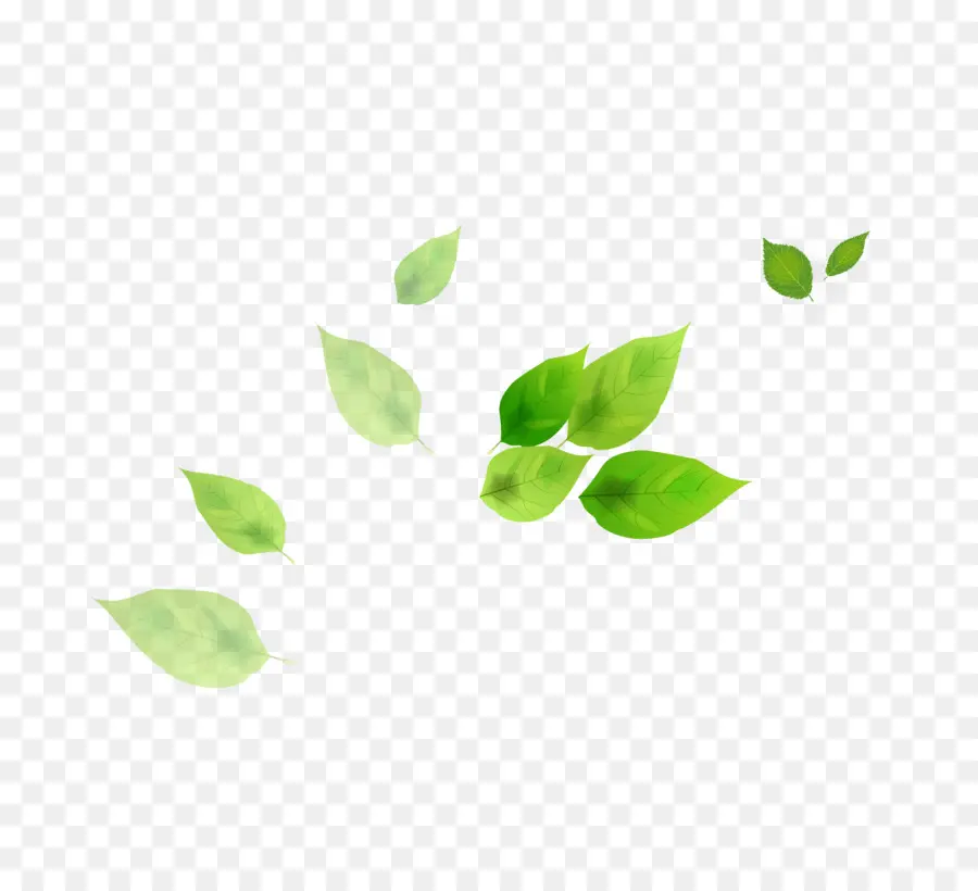 Feuilles Vertes，Feuillage PNG