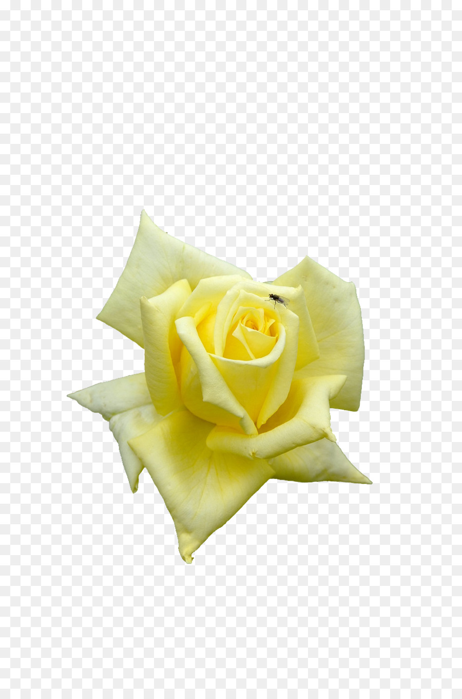 Rose Blanche，Floraison PNG