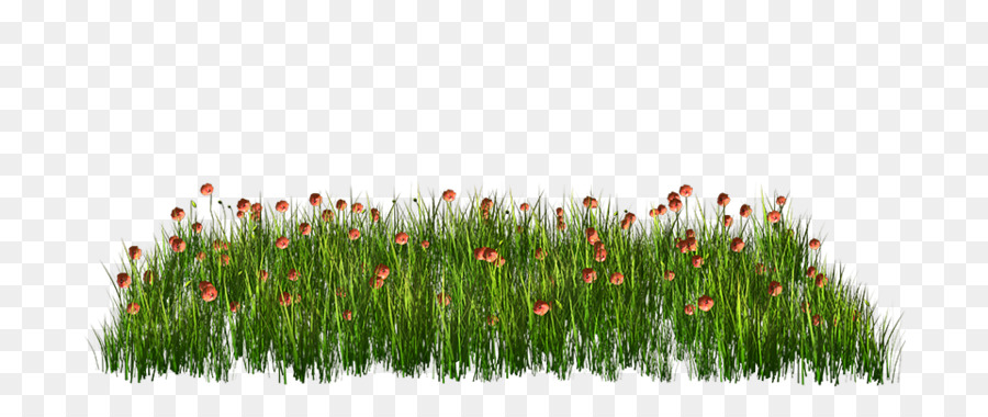 Herbe，Fleurs PNG