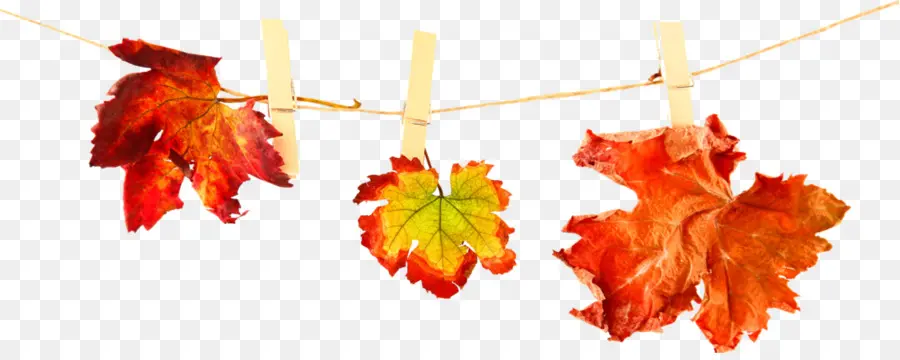 Feuilles D'automne，Automne PNG