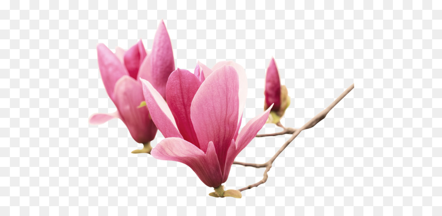 Magnolia Chinois，Le Sud De Magnolia PNG