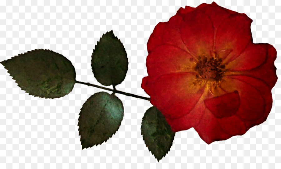 Les Roses De Jardin，Fleur PNG