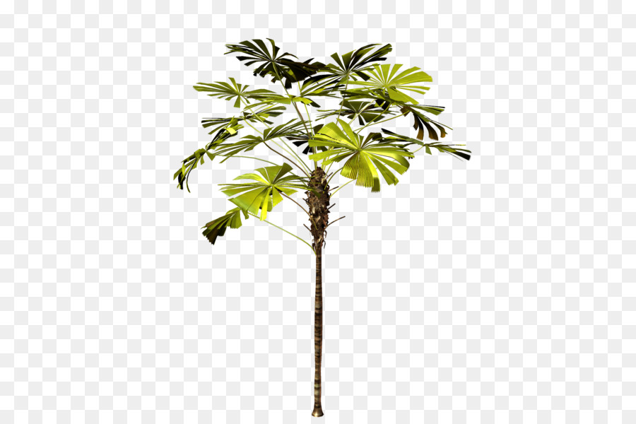 Asiatique De Rônier Arbre Les Palmiers PNG Asiatique De Rônier Arbre Les Palmiers