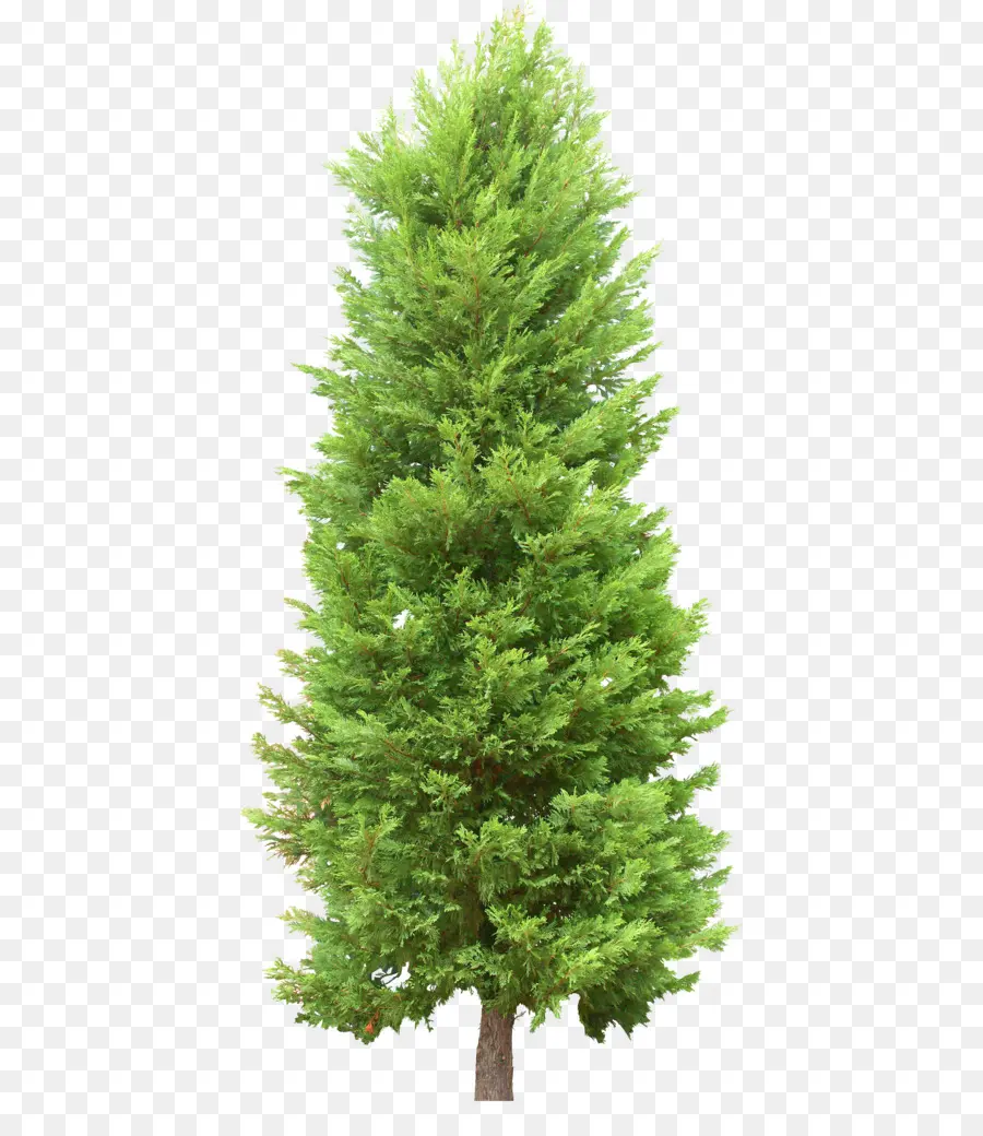 Arbre，Pin PNG