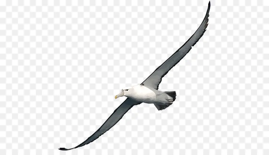 Mouettes，Vol PNG