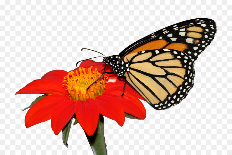 Papillon Et Fleur，Insecte PNG