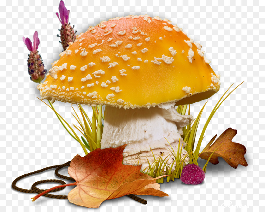 Champignon Orange，Champignon PNG